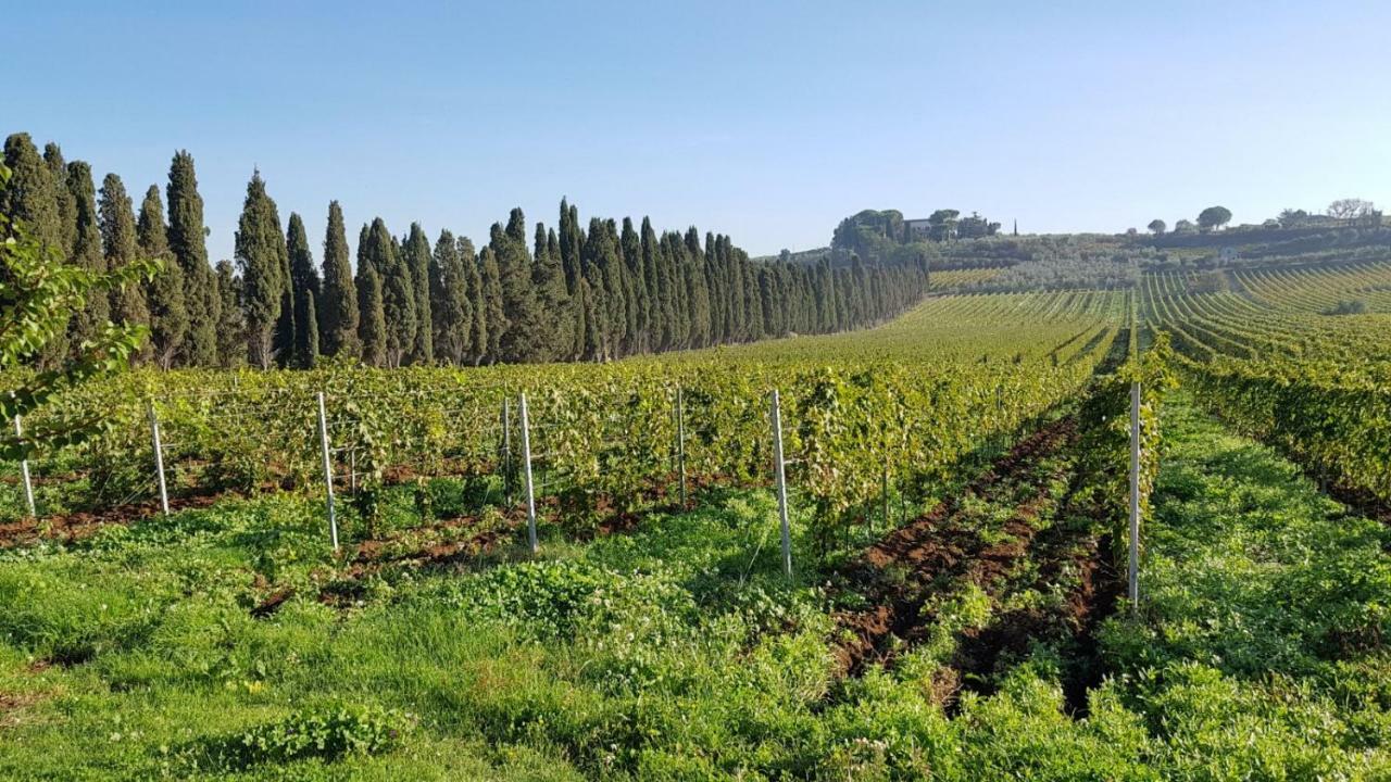 Tenuta Di Pietra Porzia Monte Porzio Catone Экстерьер фото